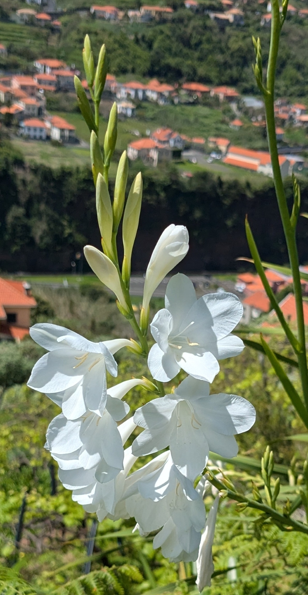 Imagem de Watsonia