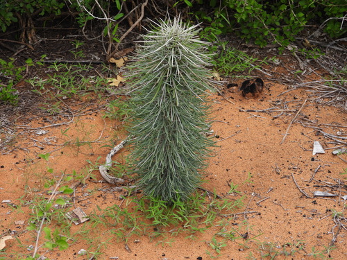 Image of Didierea madagascariensis by (c) amantedarmanin, some rights reserved (CC BY)