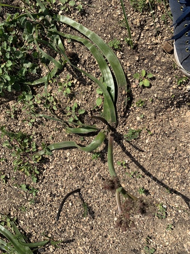 Trachyandra muricata