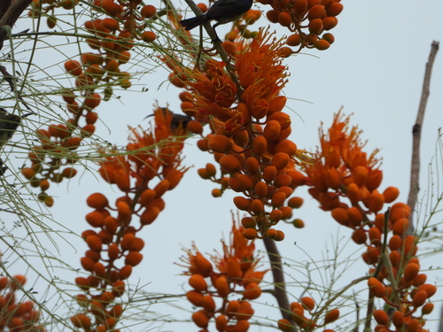 Colvillea racemosa, photograph 5