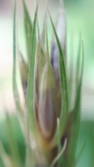 Elymus curvatus