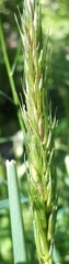 Elymus curvatus