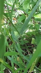 Elymus curvatus