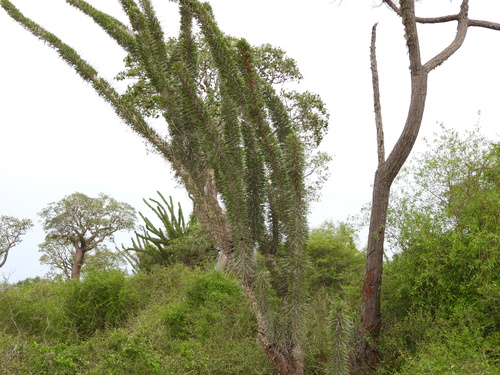 Image of Didierea madagascariensis by (c) amantedarmanin, some rights reserved (CC BY)