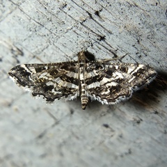 Diasemiopsis leodocusalis