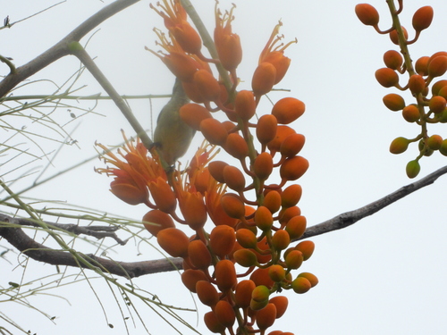 Colvillea racemosa, photograph 6
