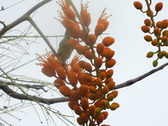 Colvillea racemosa, photograph (c) amantedarmanin, some rights reserved (CC BY)