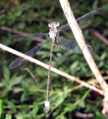 Lestes australis