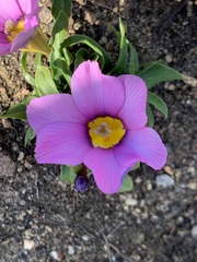 Moraea versicolor
