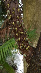 Umbonia