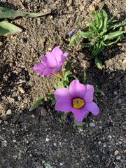 Moraea versicolor