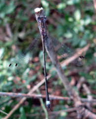 Lestes australis