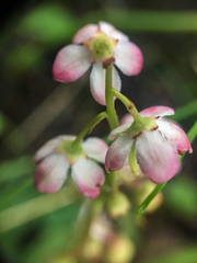 Pyrola asarifolia