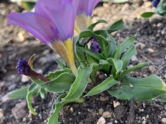 Moraea versicolor