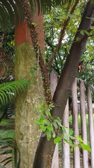Umbonia