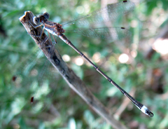 Lestes australis