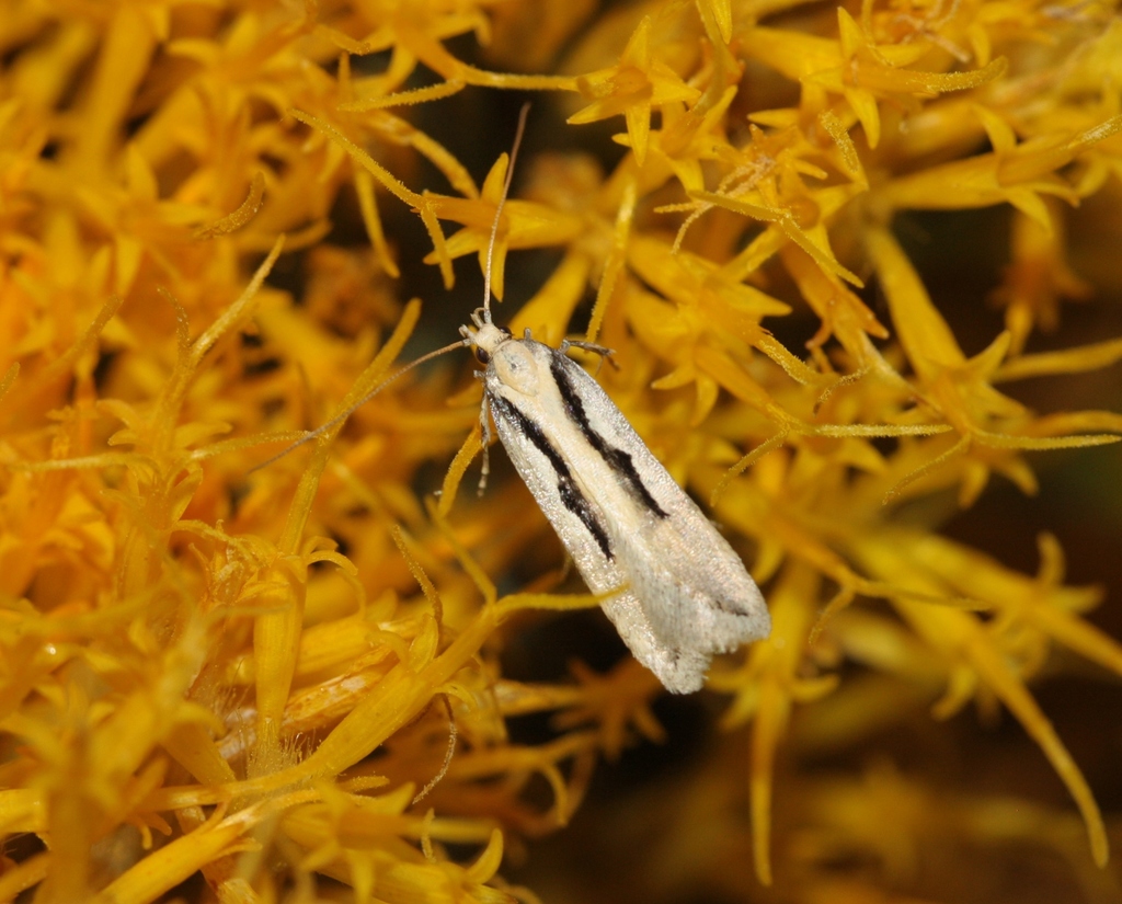 Prolita princeps