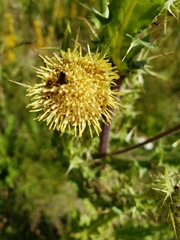 Cirsium parryi