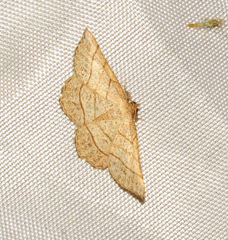 Eumacaria