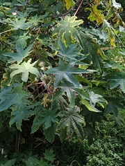 Ricinus communis