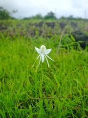 Habenaria grandifloriformis