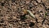 South Sea Rose - Photo (c) Luc Strydom, some rights reserved (CC BY-NC), uploaded by Luc Strydom