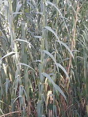 Arundo donax