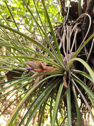 Tillandsia vicentina, photograph 2