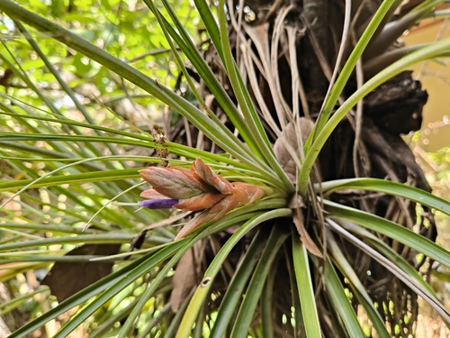 Tillandsia vicentina, photograph 1
