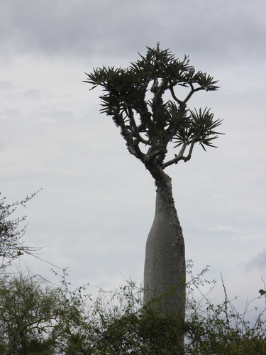 Pachypodium mikea