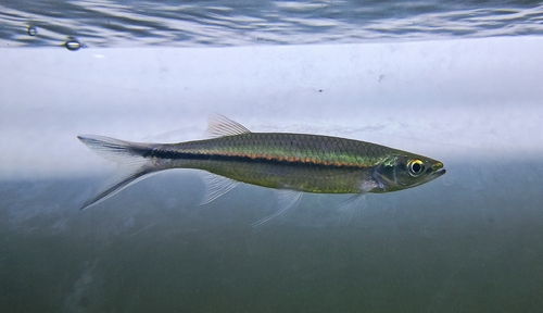 Apollo sharkminnow (Luciosoma setigerum) — Cyprinidae — 4