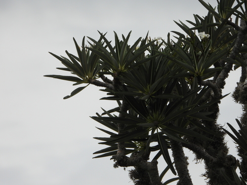 Pachypodium mikea