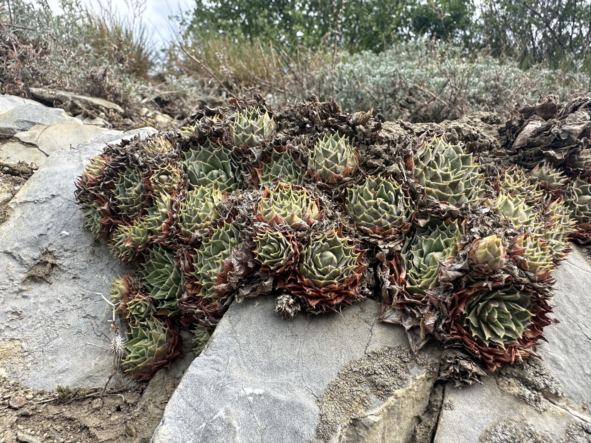 Sempervivum 'Gloriosum'