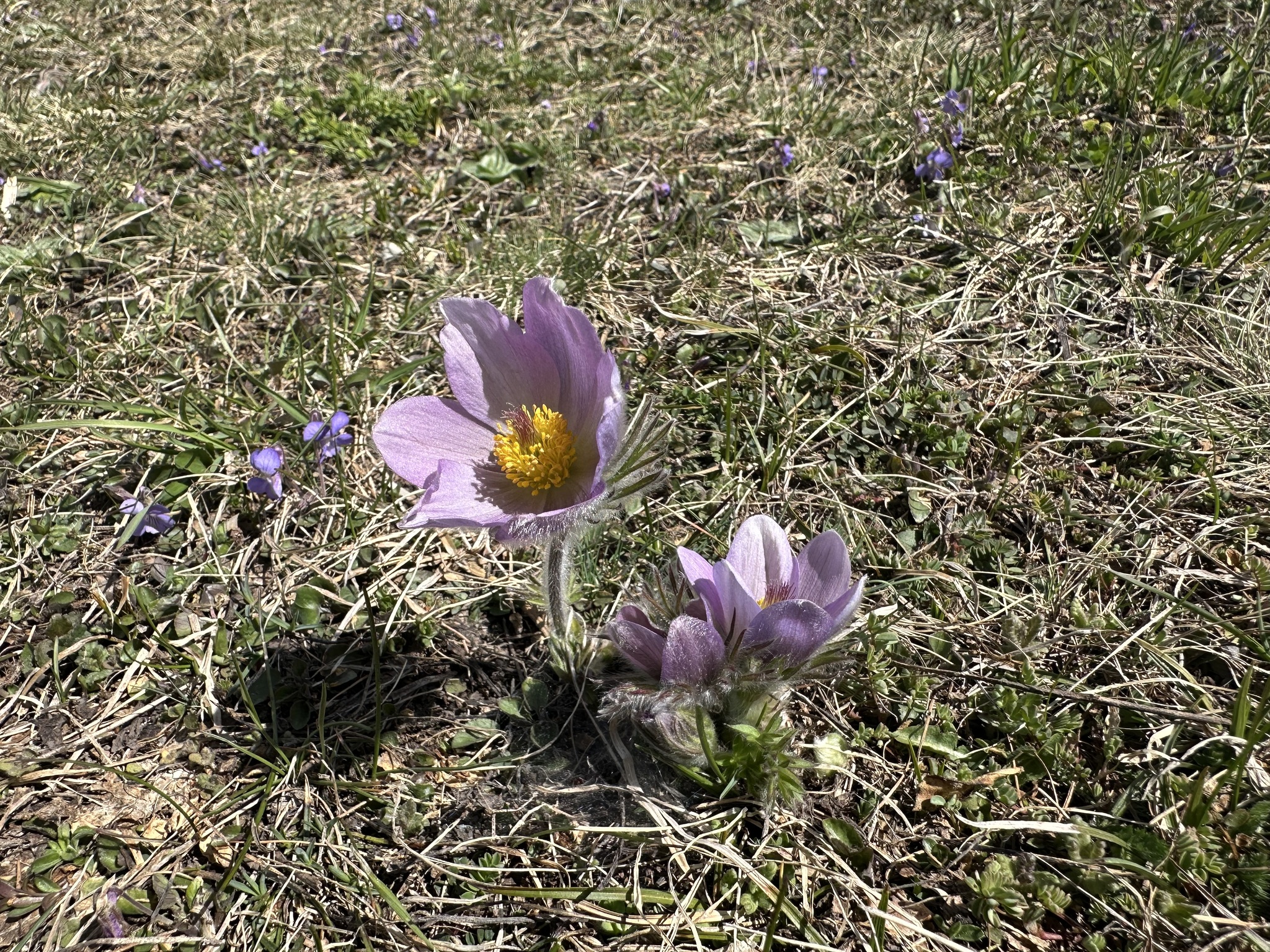 Bolzano Pasqueflower (Pulsatilla ×)