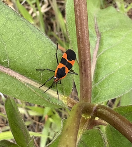 Large Milkweed Bug photographed in Alabama