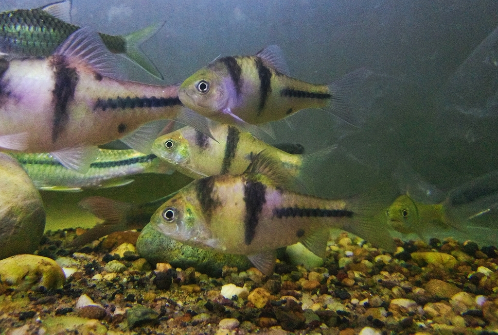 T-Barb (Barbodes lateristriga)