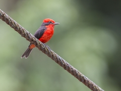 Pyrocephalus rubinus