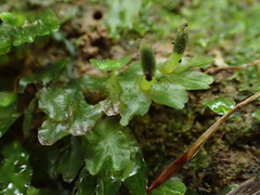Symphyogyna hymenophyllum