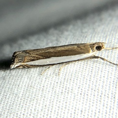 Crambus quinquareatus