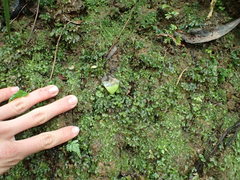 Symphyogyna hymenophyllum