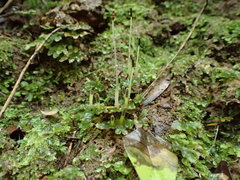 Symphyogyna hymenophyllum