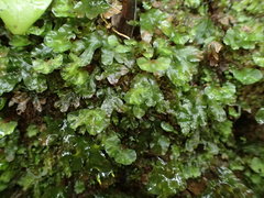 Symphyogyna hymenophyllum