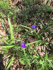 Tradescantia occidentalis