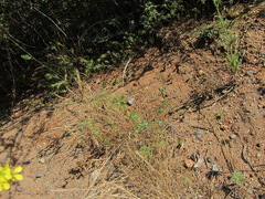Eriastrum filifolium
