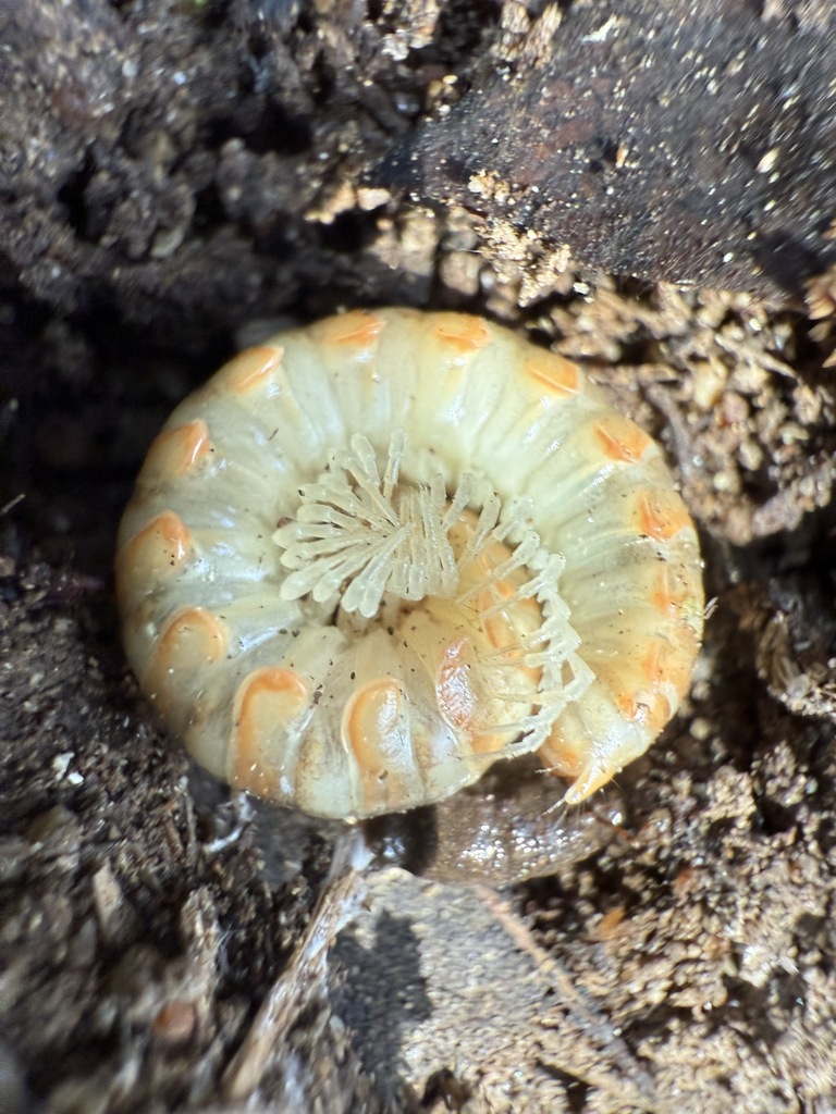 Motyxia sequoia alia