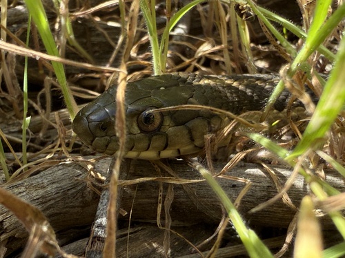 Sierra Garter Snake