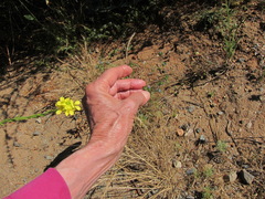 Eriastrum filifolium