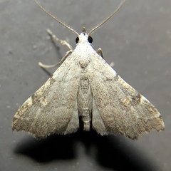 Redectis pygmaea