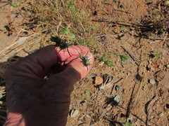 Eriastrum filifolium