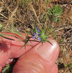 Eriastrum filifolium